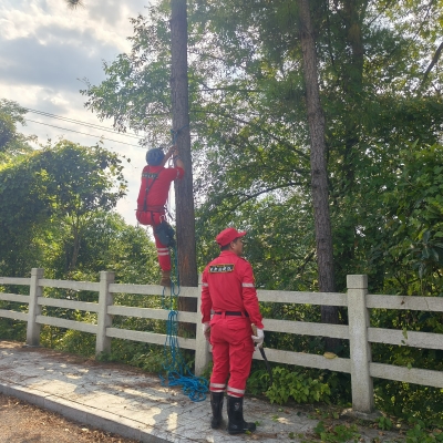2026.09.08 湖东村湖溪组处理安全隐患的枯树 (3).jpg